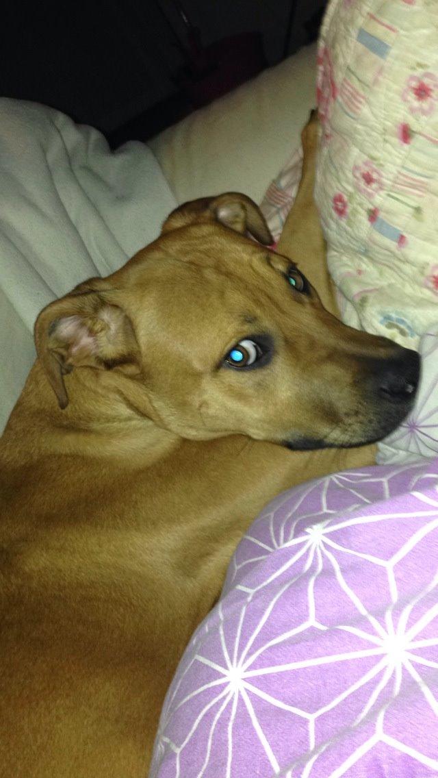 Blanding af racer Sako billede 9