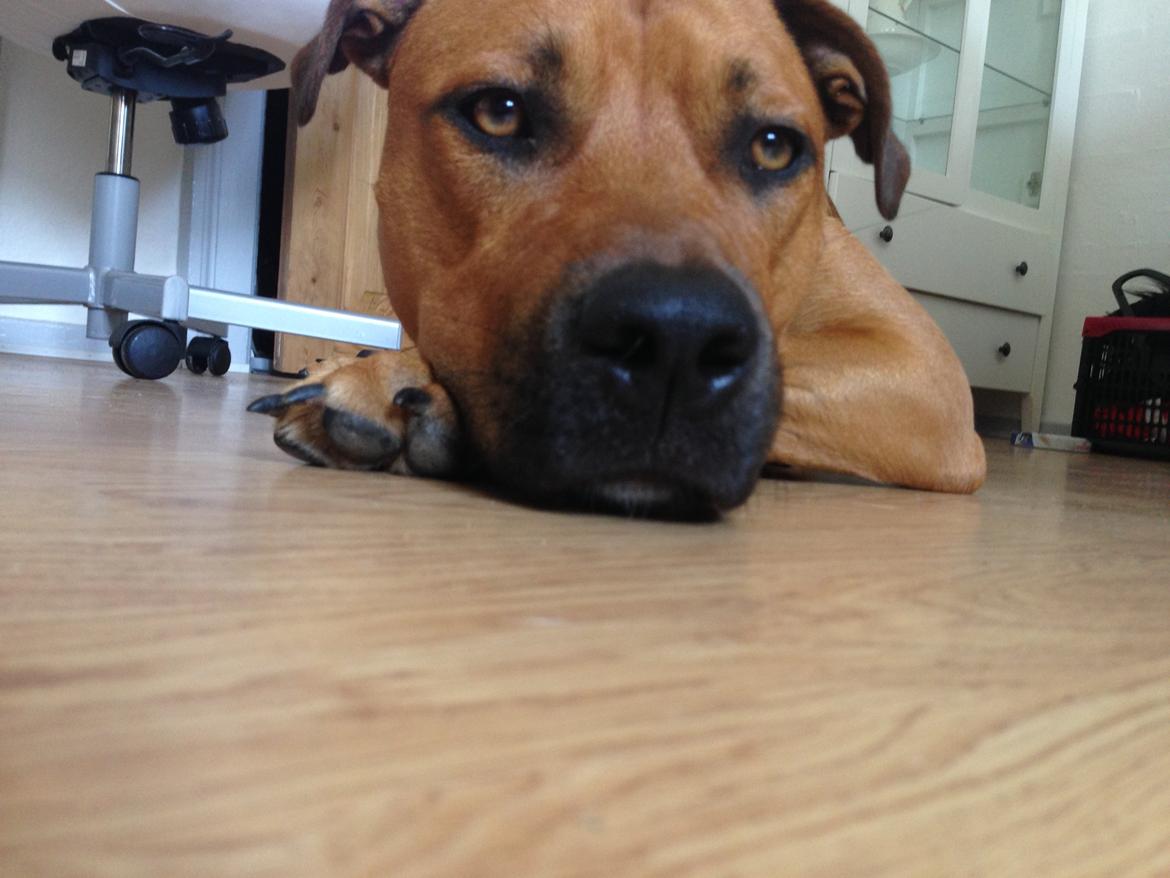 Blanding af racer Sako billede 10