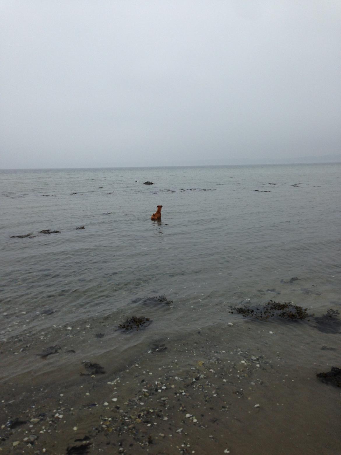 Blanding af racer Sako billede 11