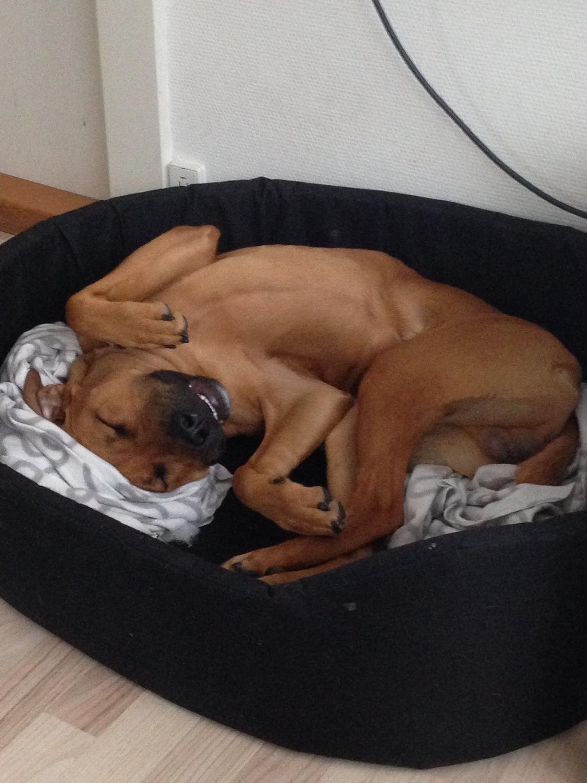 Blanding af racer Sako billede 12