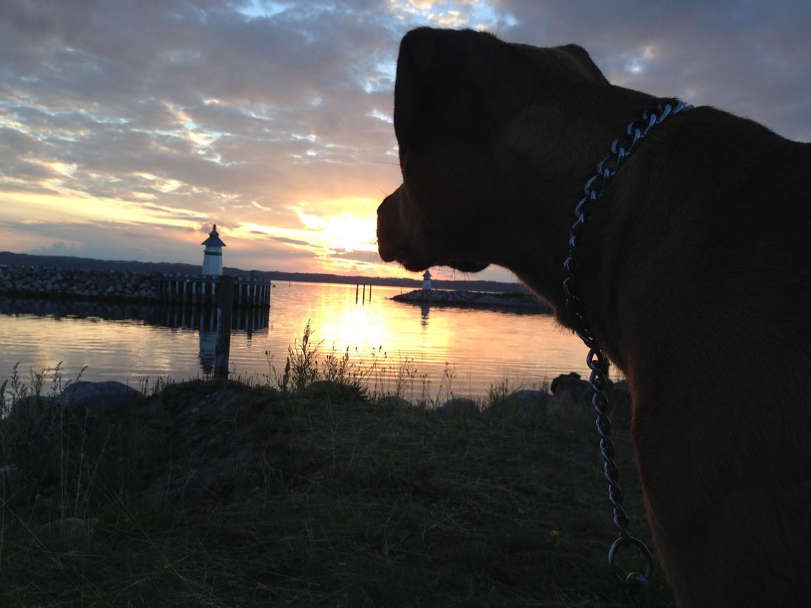 Blanding af racer Sako billede 2