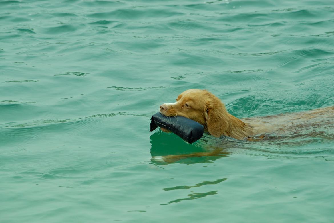 Nova scotia duck tolling retriever Redborn first Contact (Dixie) [Himmelhund] - 2 år + 10 måneder billede 10