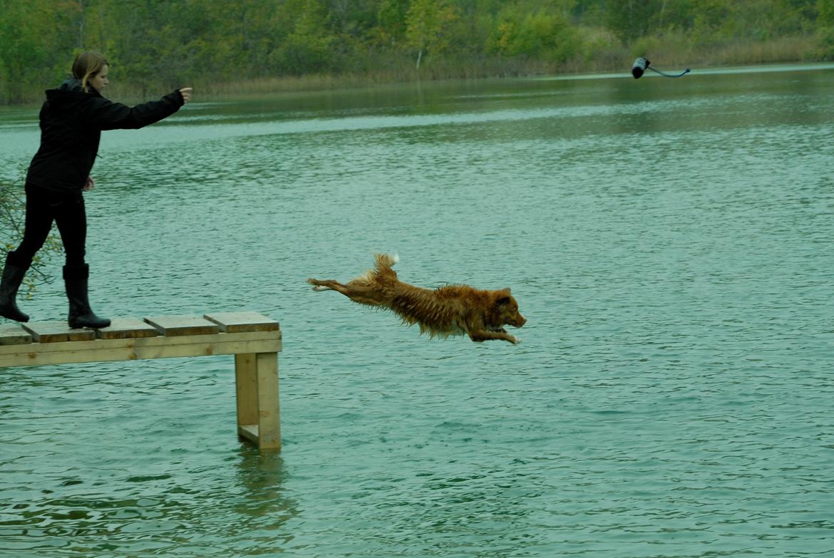 Nova scotia duck tolling retriever Redborn first Contact (Dixie) [Himmelhund] - 2 år + 10 måneder billede 8