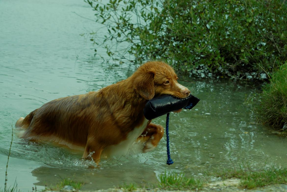 Nova scotia duck tolling retriever Redborn first Contact (Dixie) [Himmelhund] - 2 år + 10 måneder billede 7