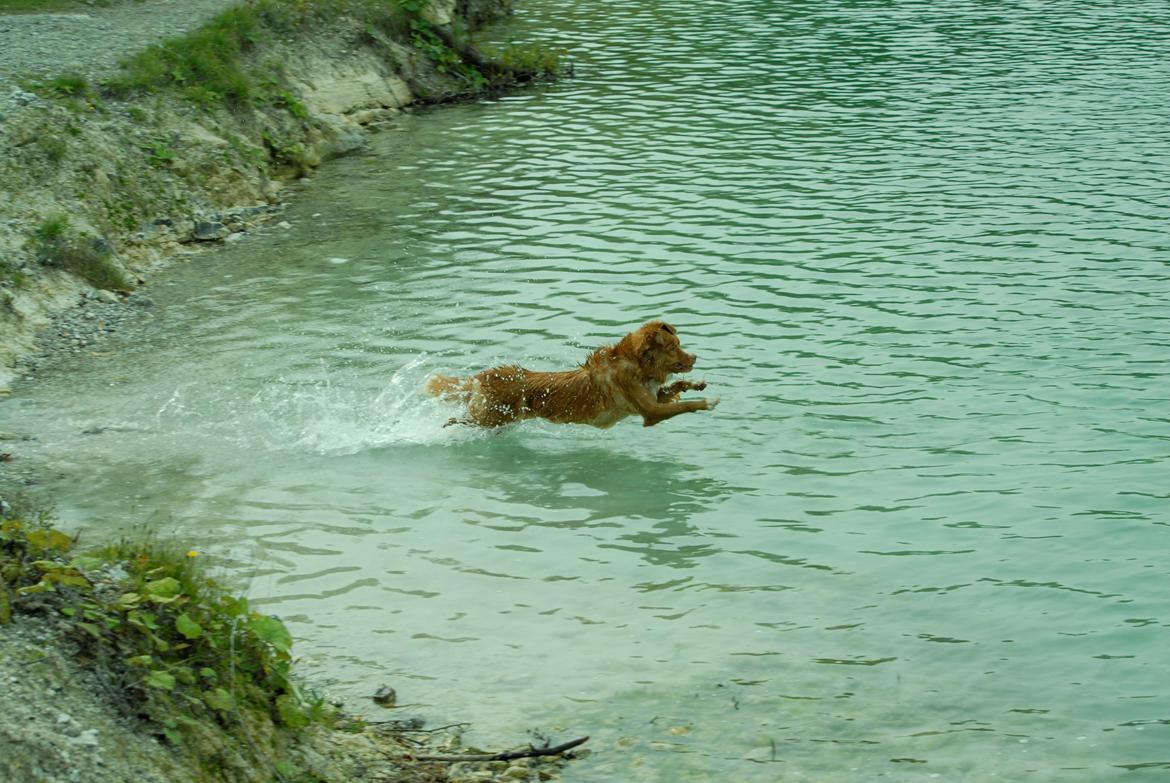 Nova scotia duck tolling retriever Redborn first Contact (Dixie) [Himmelhund] - 2 år + 10 måneder billede 12