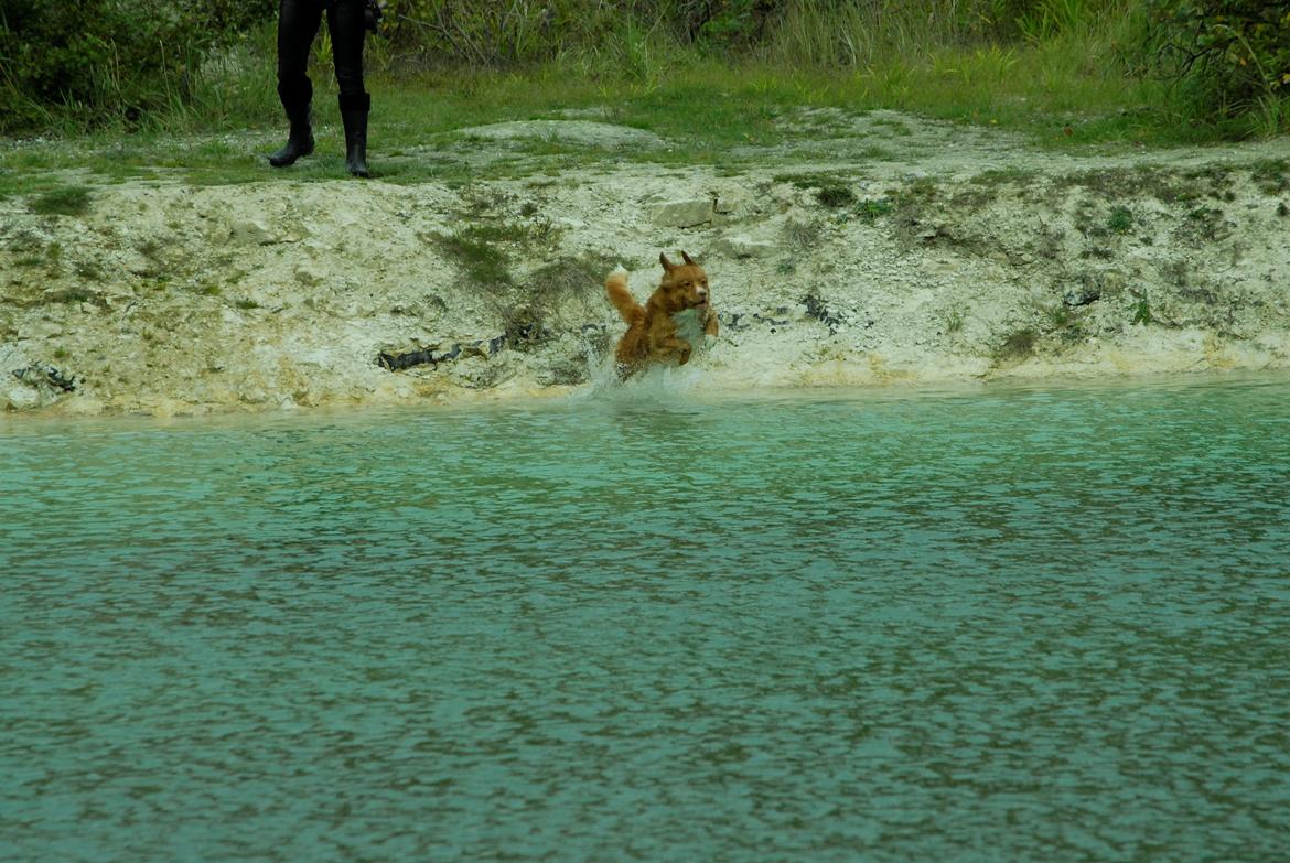 Nova scotia duck tolling retriever Redborn first Contact (Dixie) [Himmelhund] - 2 år + 10 måneder billede 13