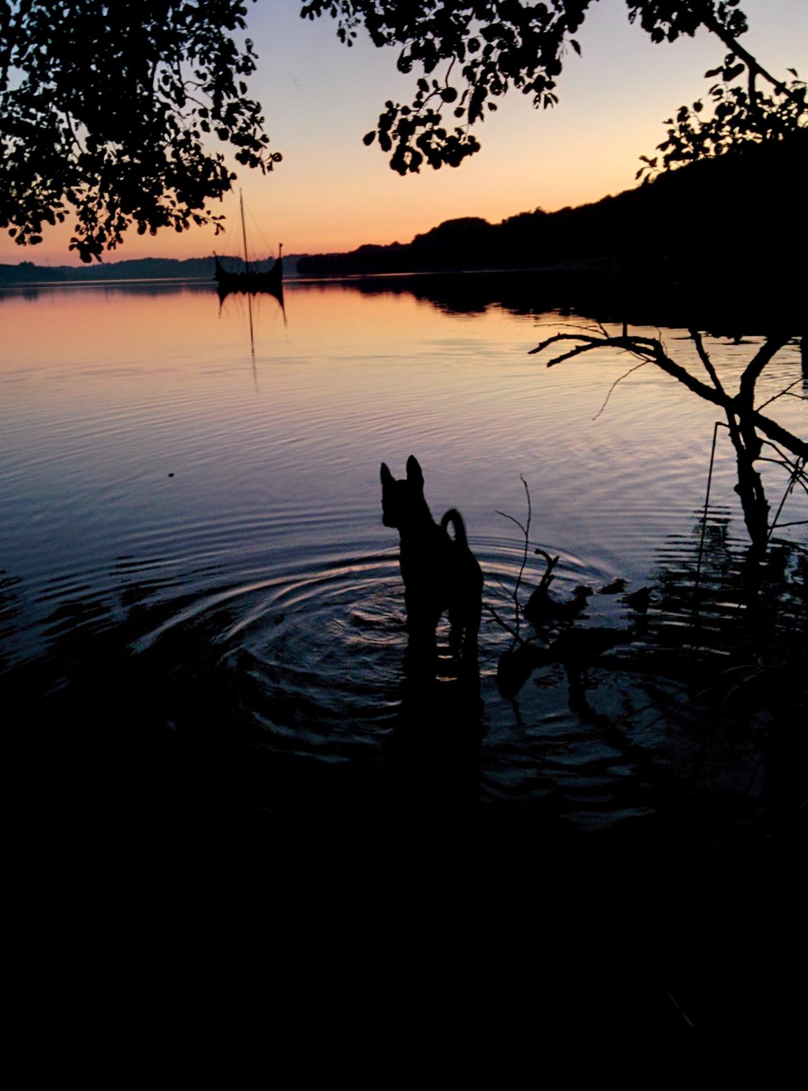 Hollandsk hyrdehund Flottenheimer's Sico billede 10