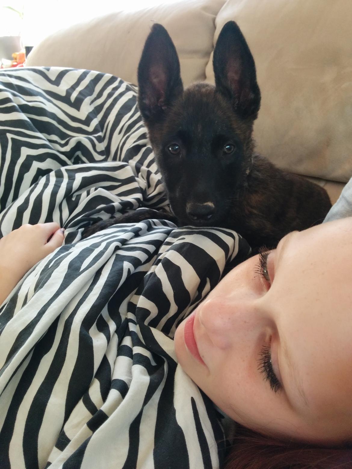 Hollandsk hyrdehund Flottenheimer's Sico billede 11