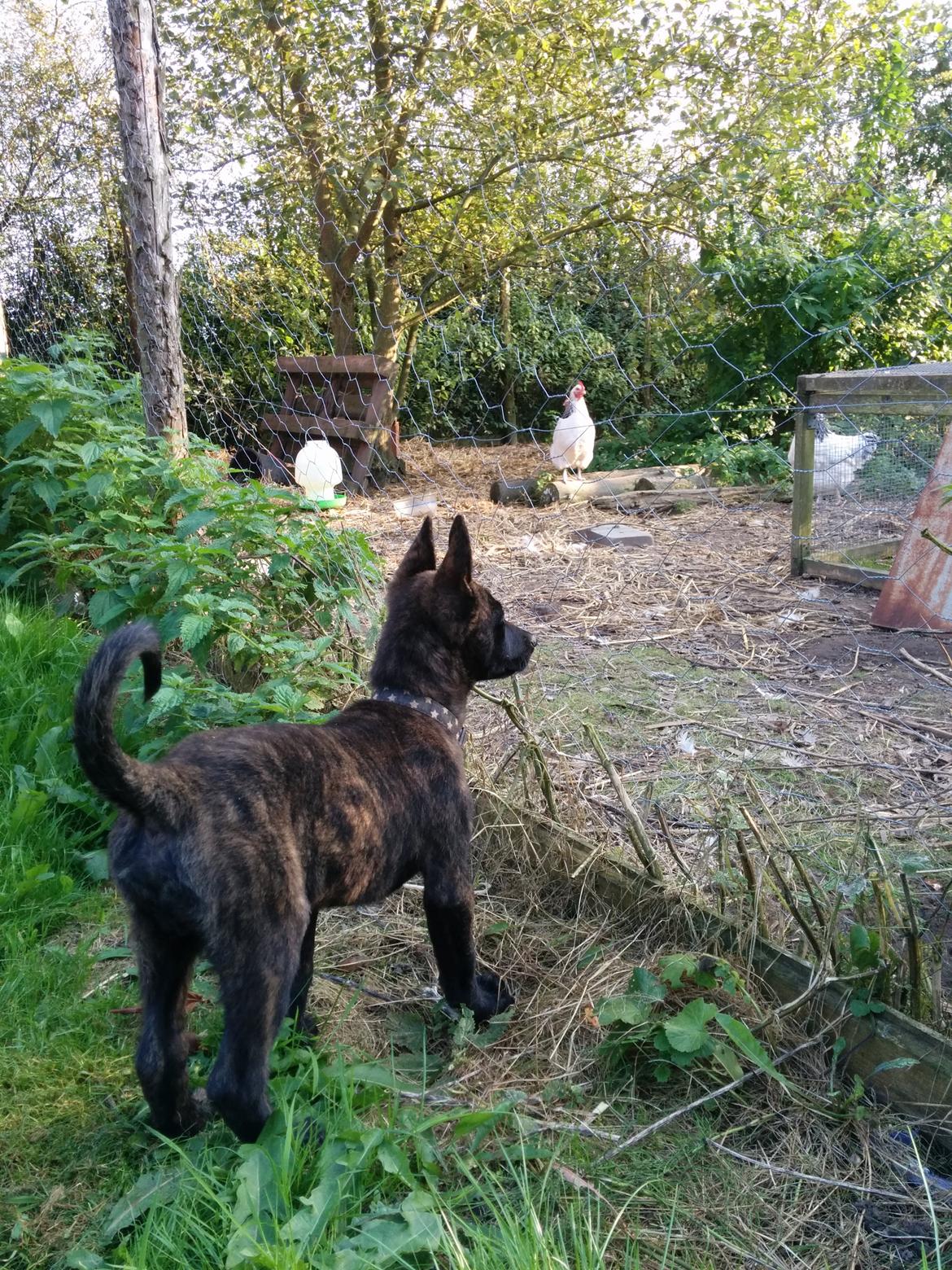 Hollandsk hyrdehund Flottenheimer's Sico billede 12