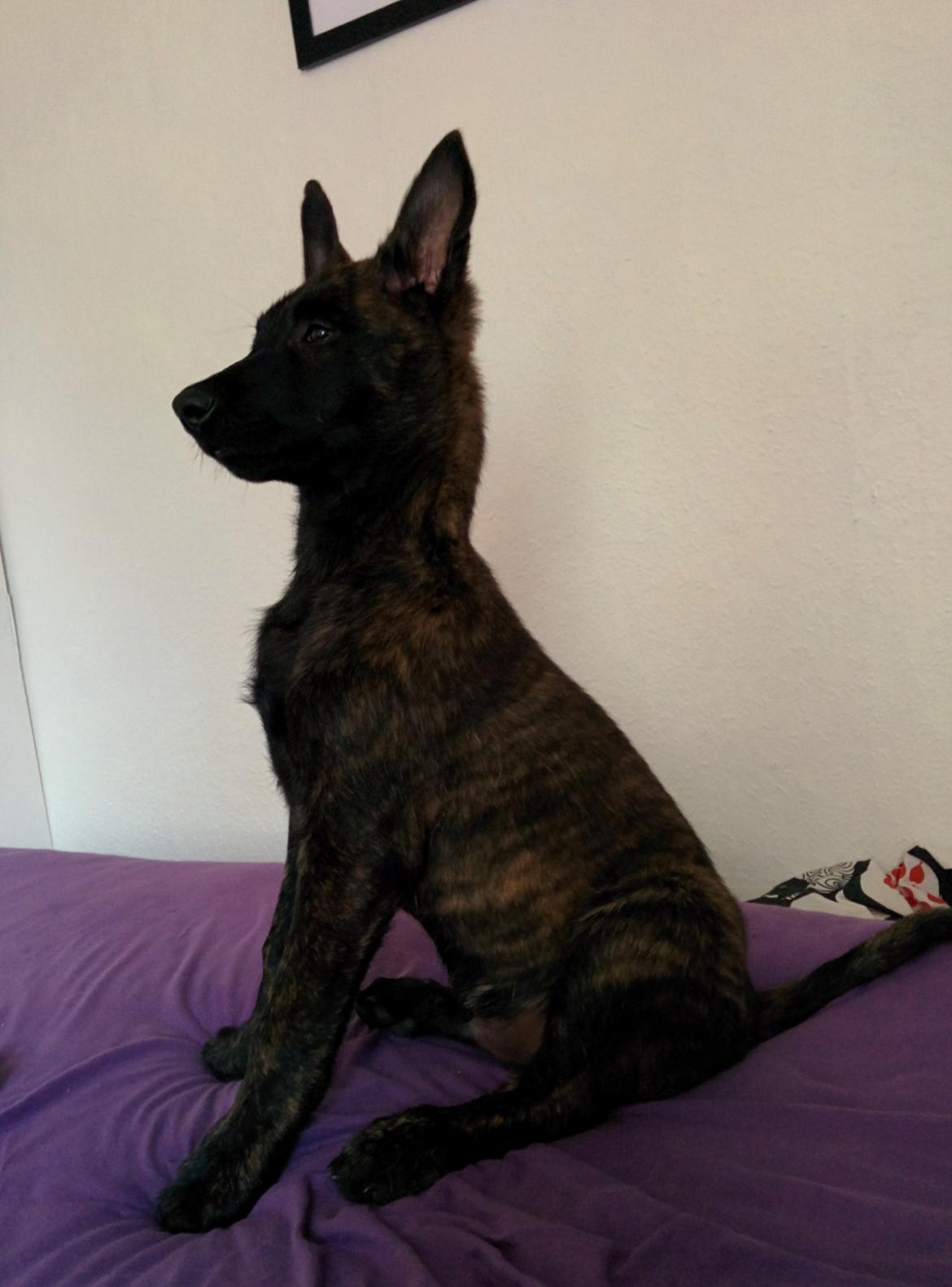 Hollandsk hyrdehund Flottenheimer's Sico billede 17