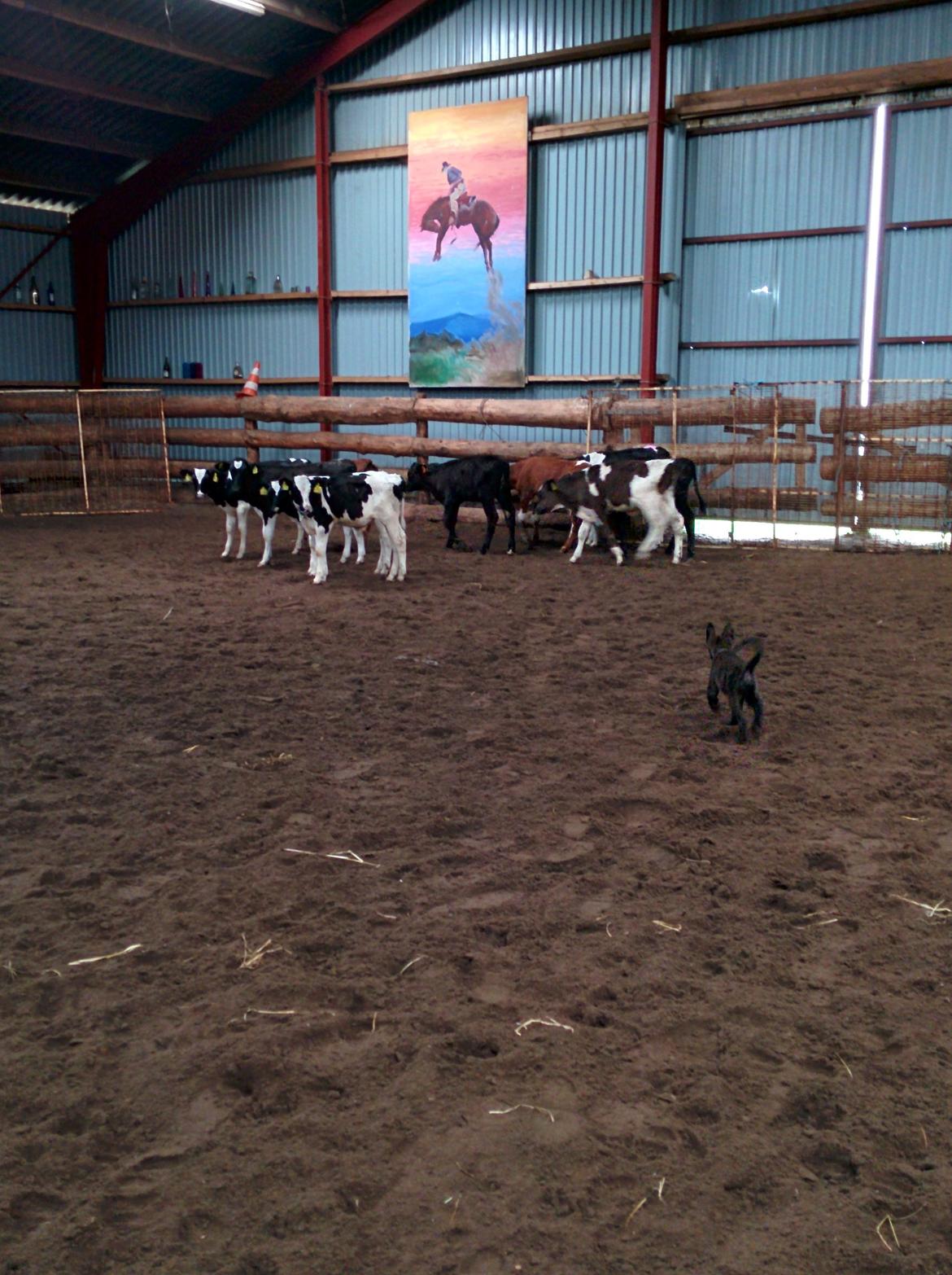 Hollandsk hyrdehund Flottenheimer's Sico billede 14