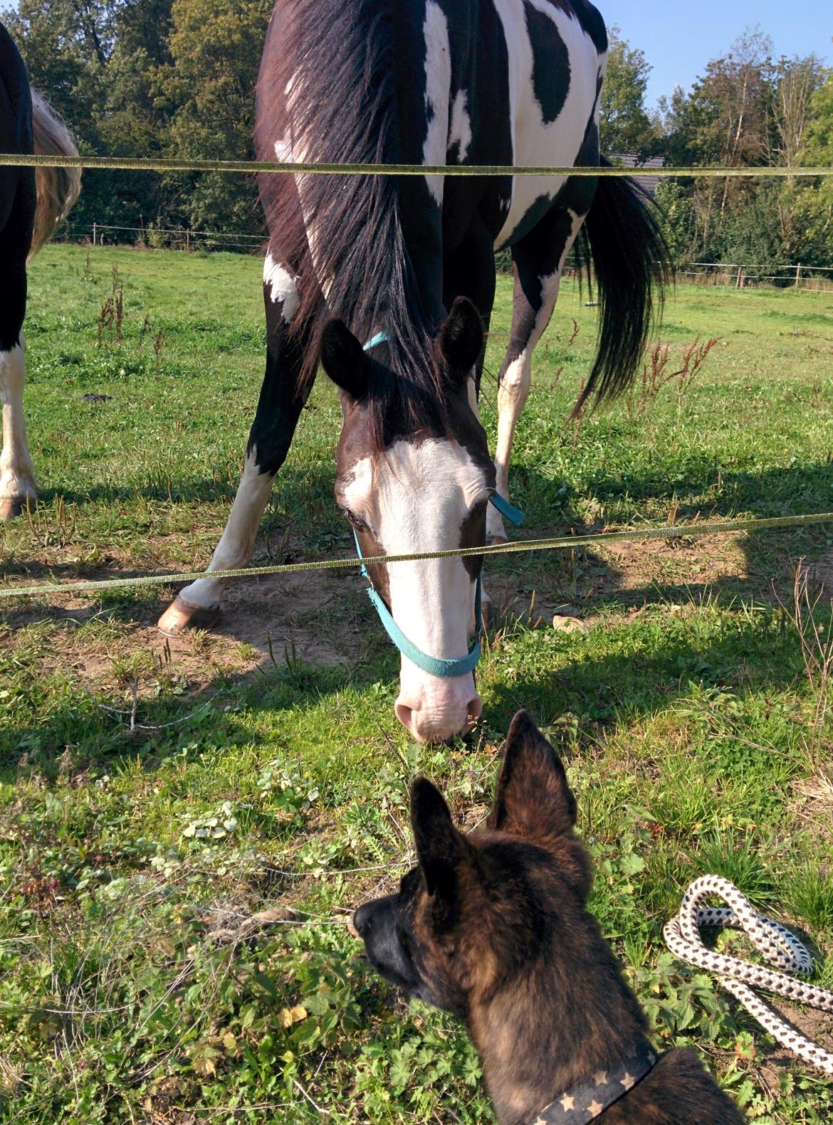 Hollandsk hyrdehund Flottenheimer's Sico billede 13