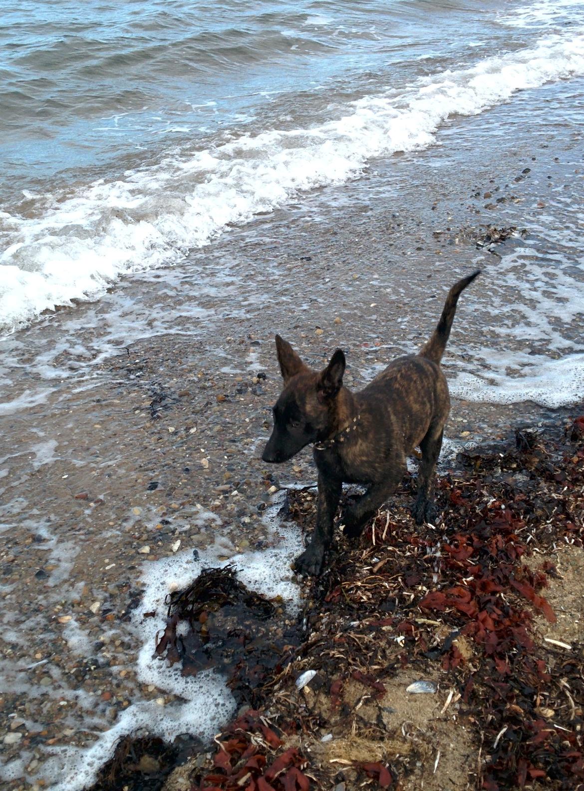 Hollandsk hyrdehund Flottenheimer's Sico billede 16