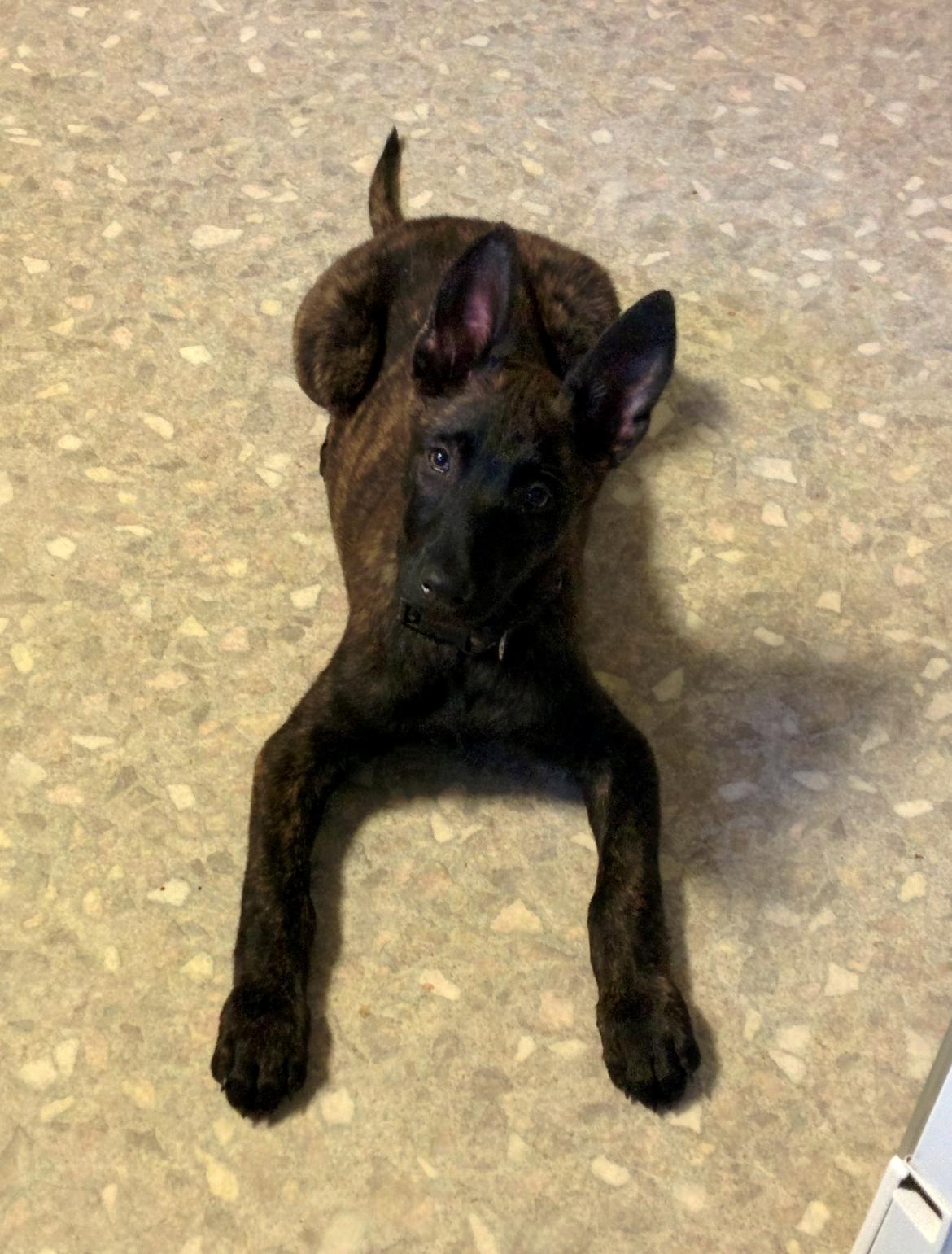 Hollandsk hyrdehund Flottenheimer's Sico billede 18