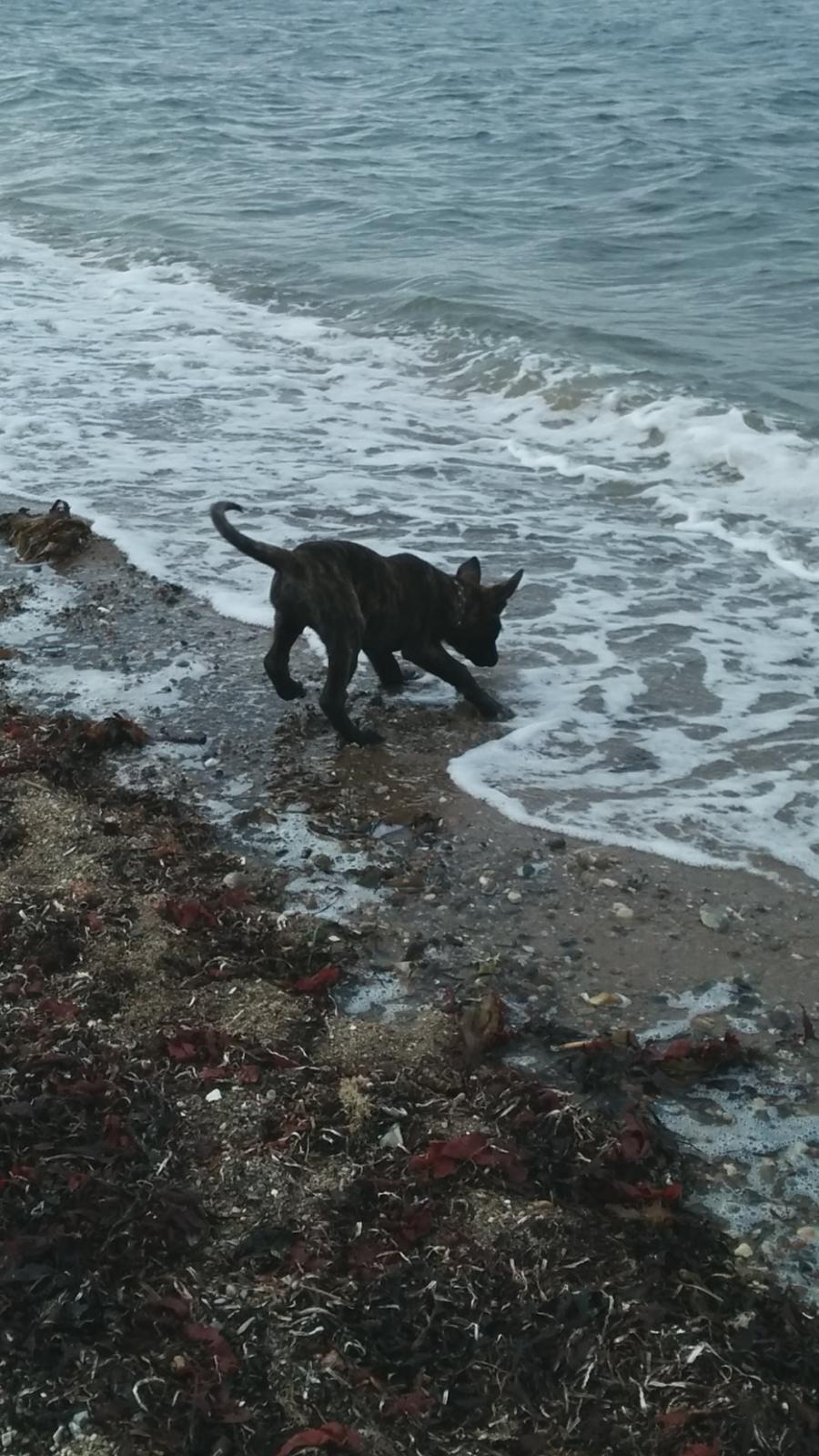 Hollandsk hyrdehund Flottenheimer's Sico billede 15