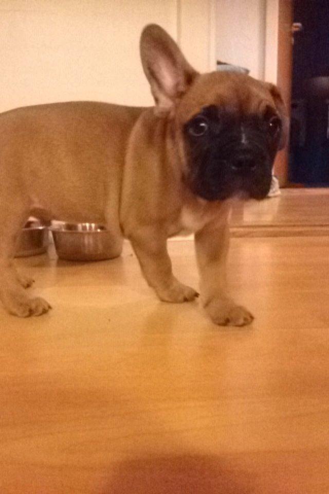 Blanding af racer Charlie billede 5