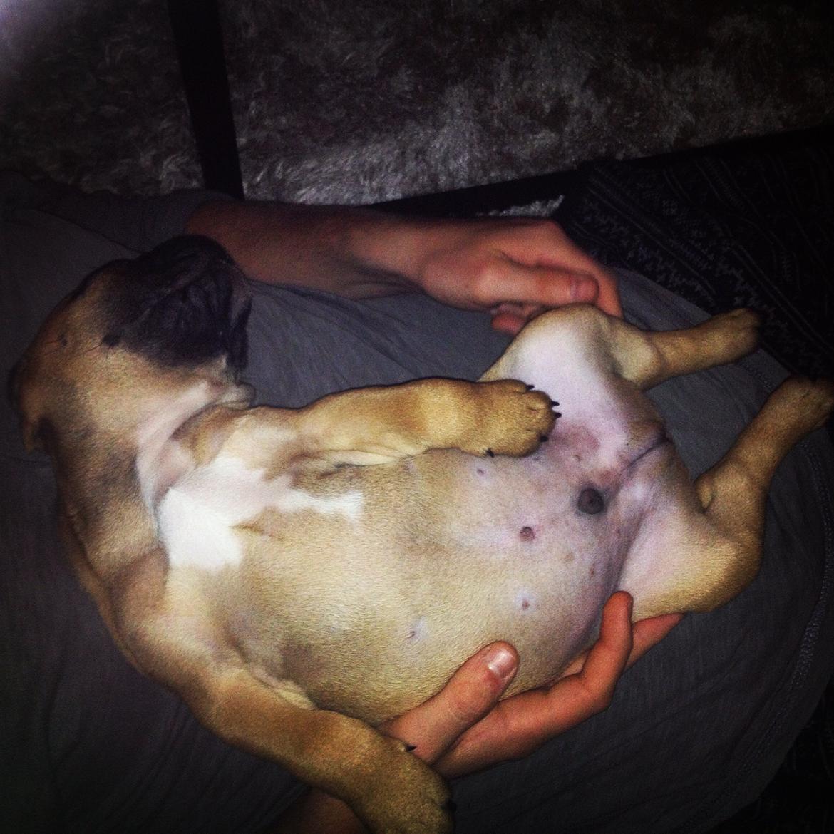 Blanding af racer Charlie billede 6