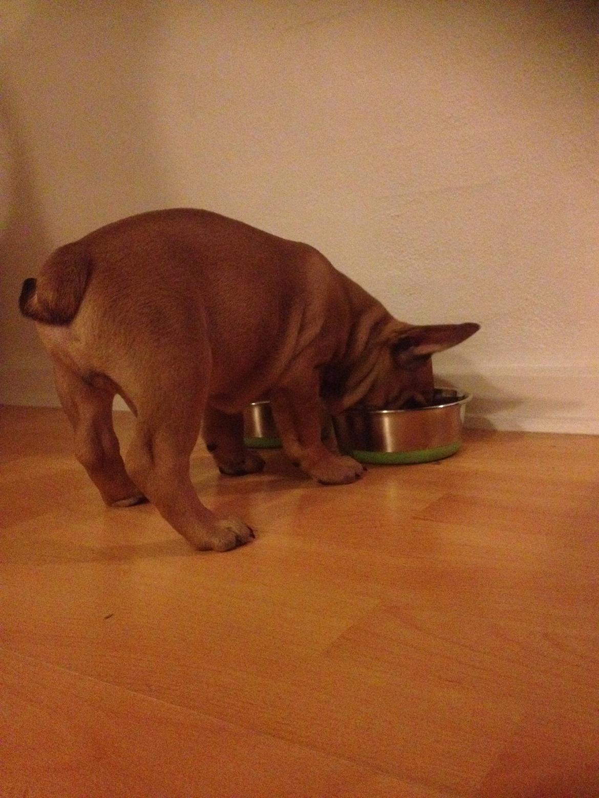 Blanding af racer Charlie billede 3