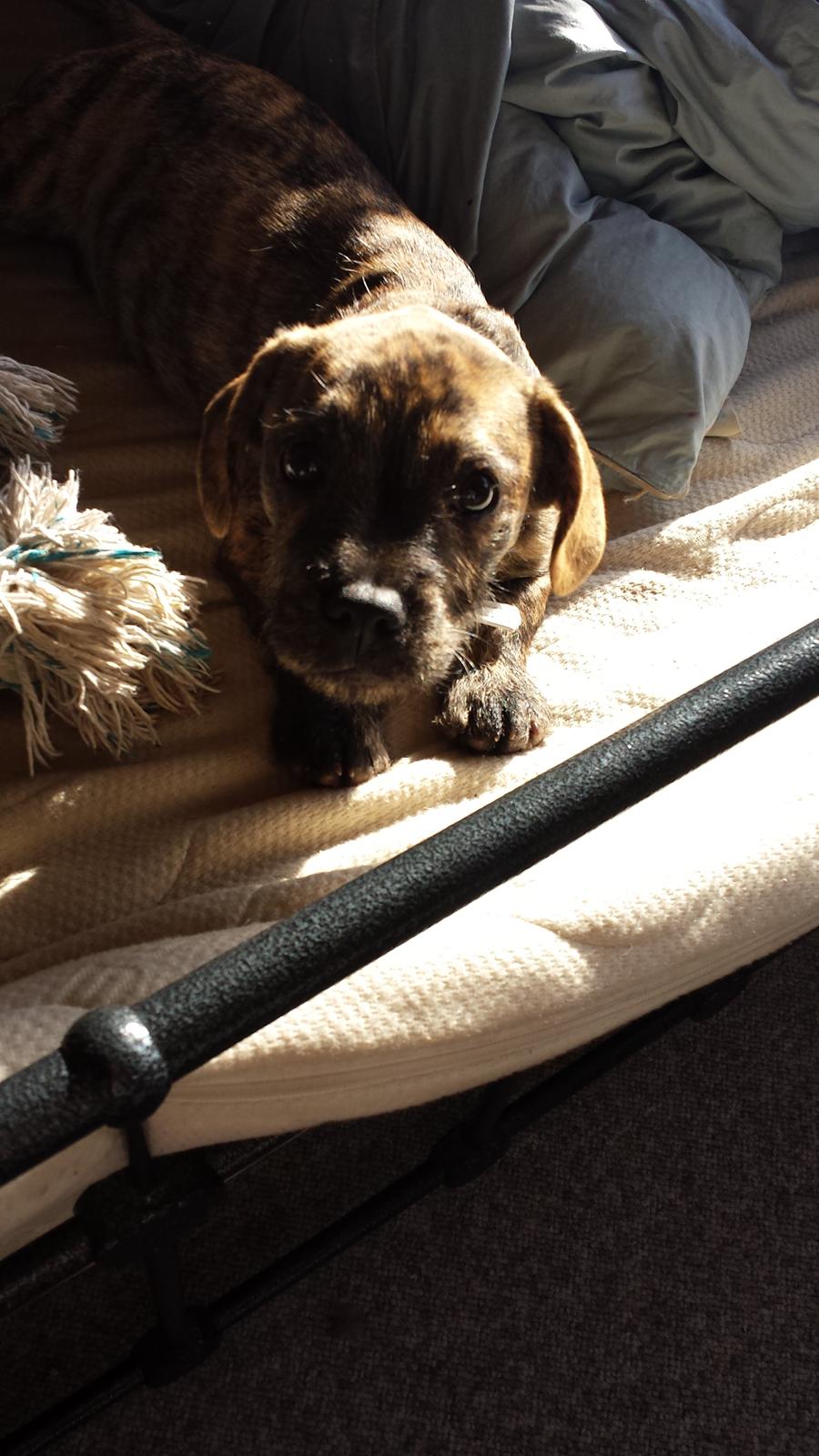 Blanding af racer Lille Roko billede 2