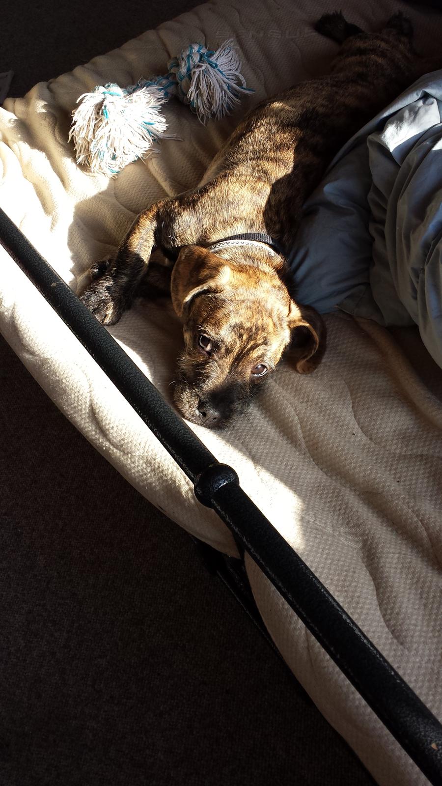 Blanding af racer Lille Roko billede 4