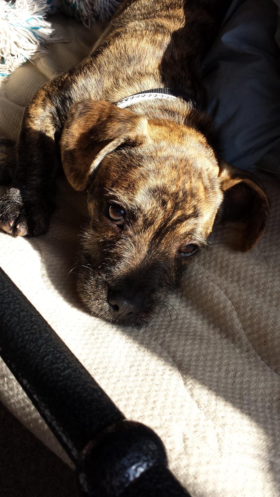 Blanding af racer Lille Roko billede 5