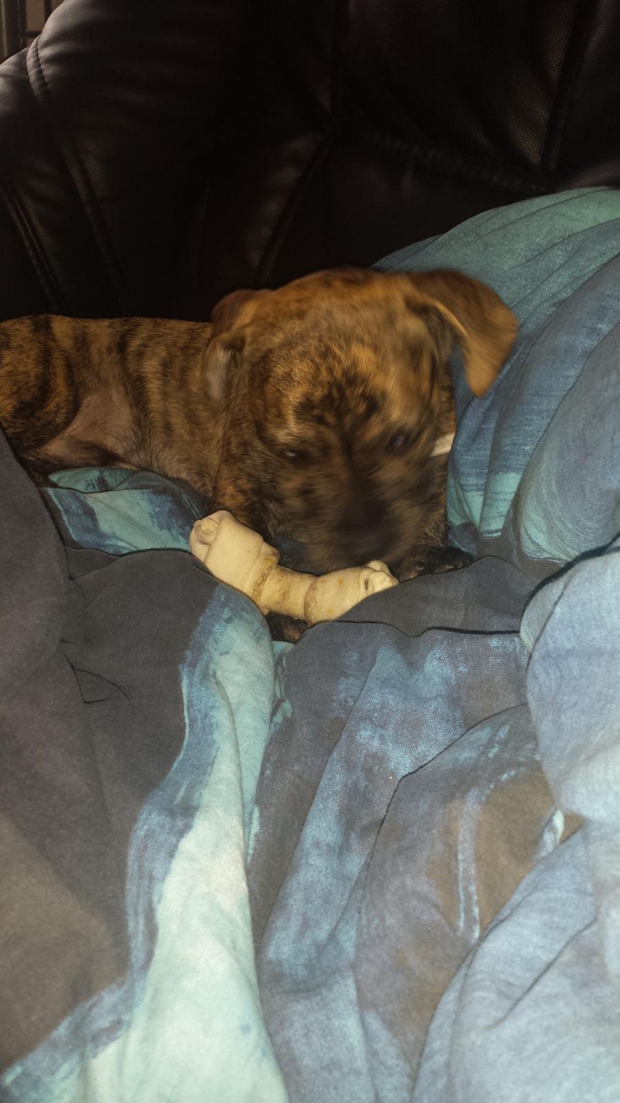 Blanding af racer Lille Roko billede 6