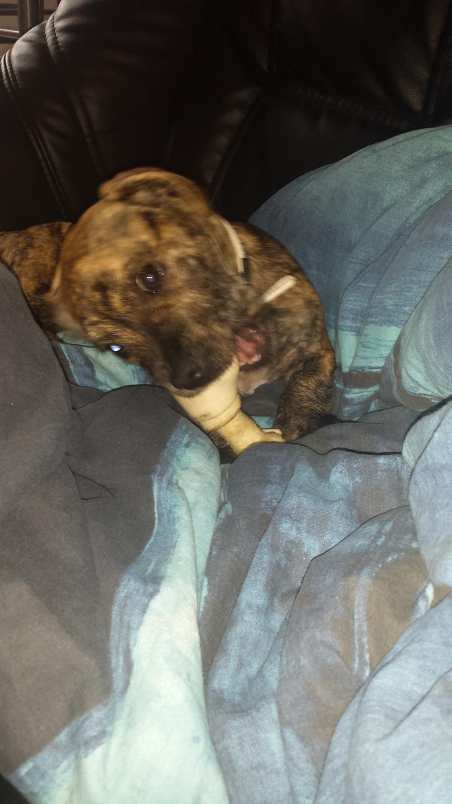 Blanding af racer Lille Roko billede 7