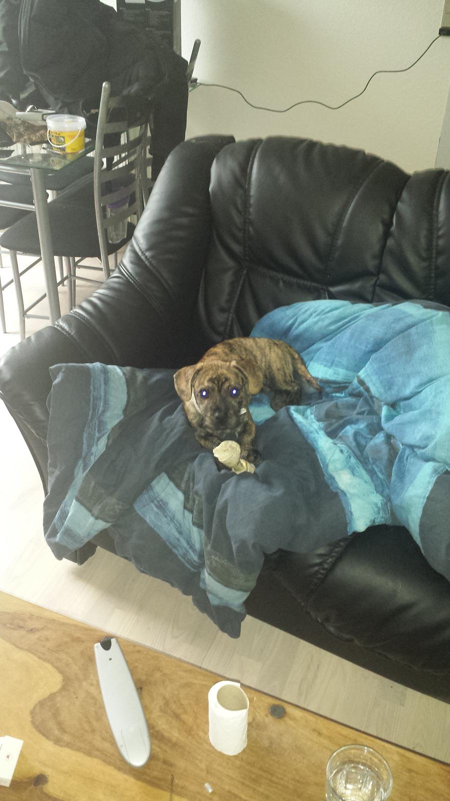 Blanding af racer Lille Roko billede 8