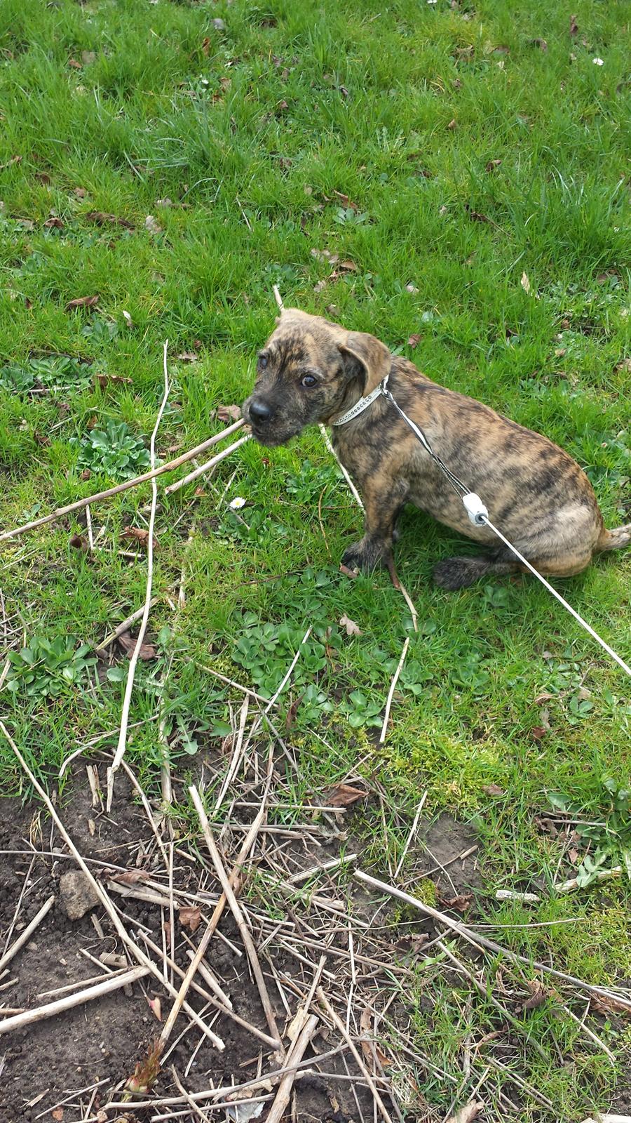 Blanding af racer Lille Roko billede 9