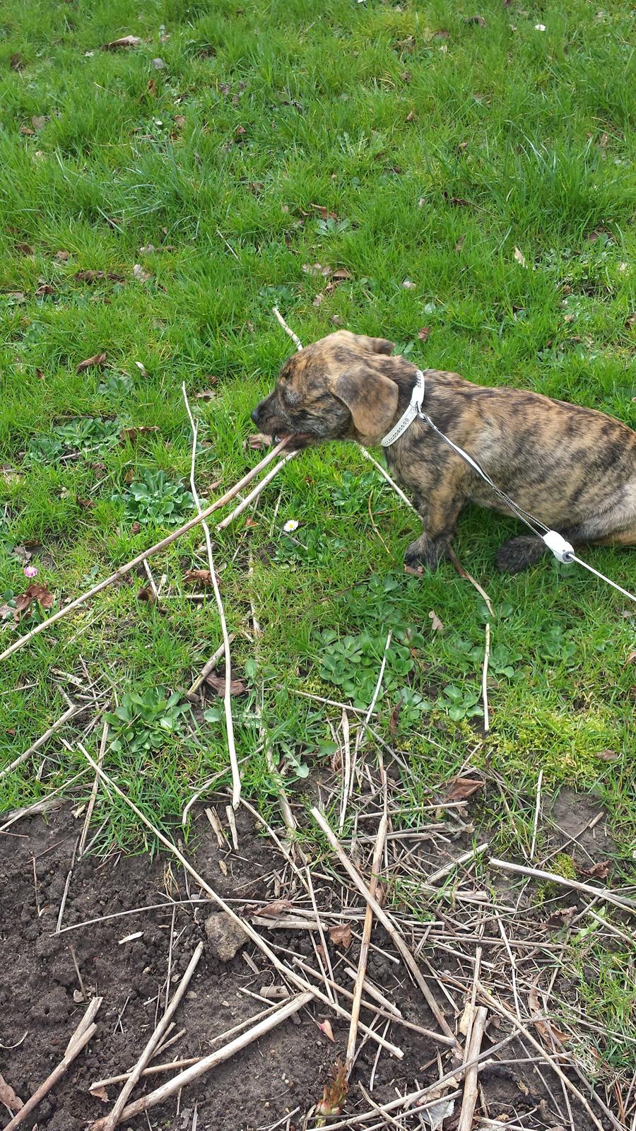 Blanding af racer Lille Roko billede 10