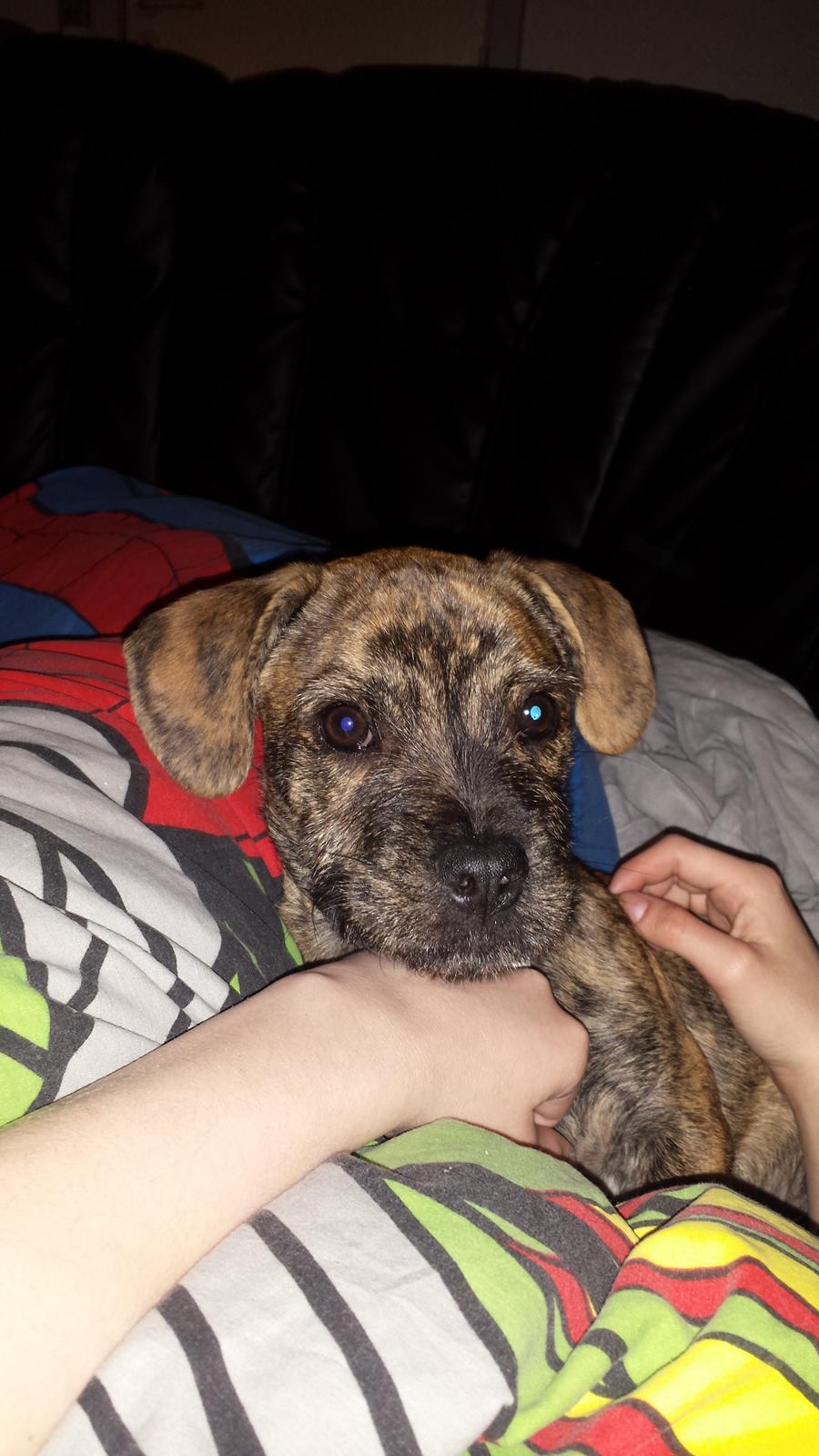 Blanding af racer Lille Roko billede 11