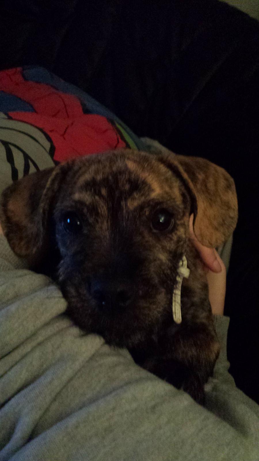 Blanding af racer Lille Roko billede 12