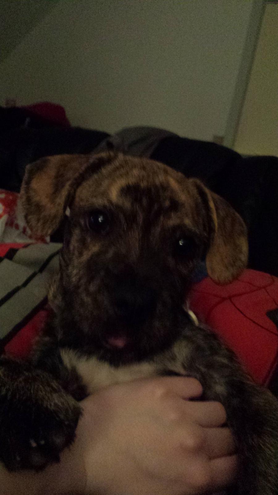 Blanding af racer Lille Roko billede 13