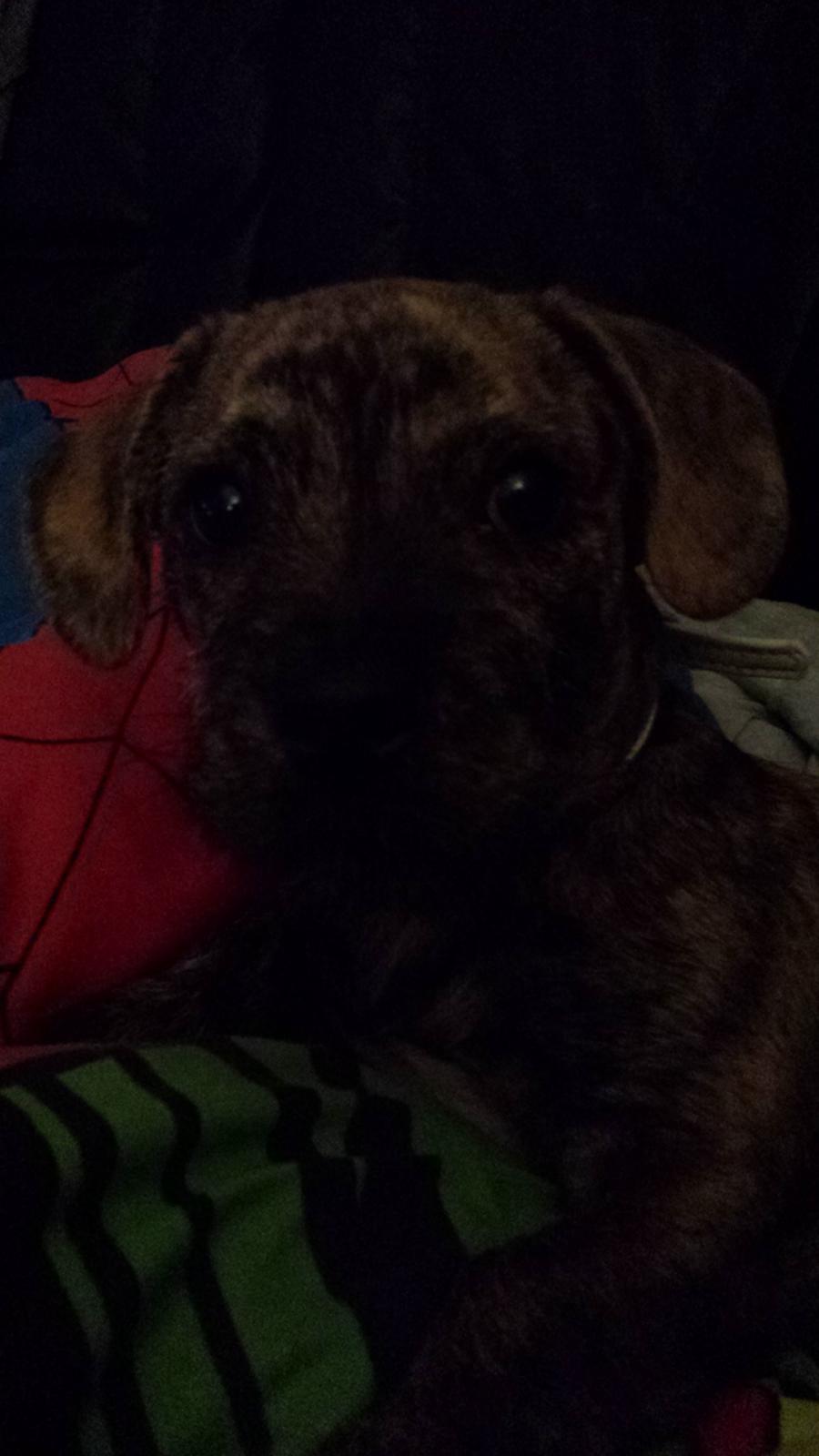 Blanding af racer Lille Roko billede 14