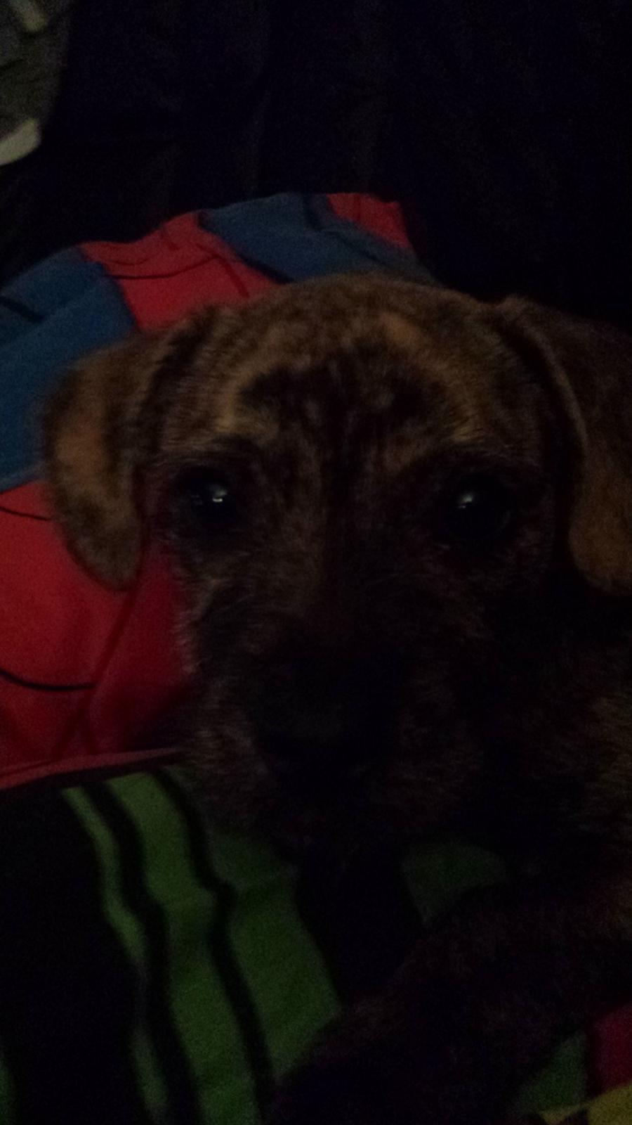 Blanding af racer Lille Roko billede 15