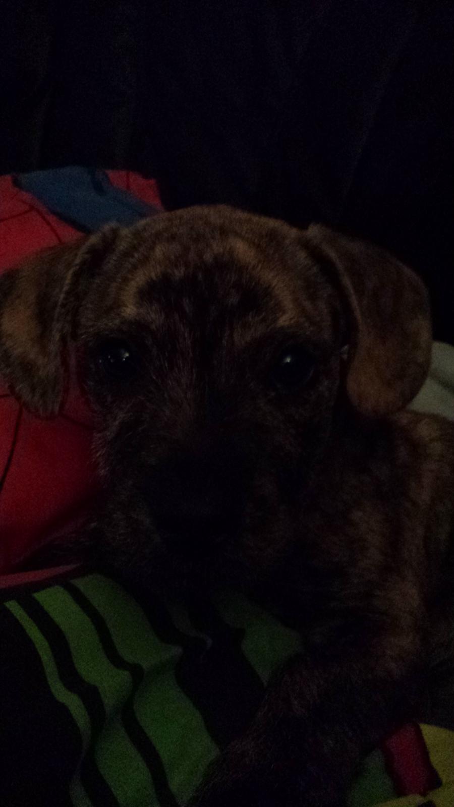 Blanding af racer Lille Roko billede 16