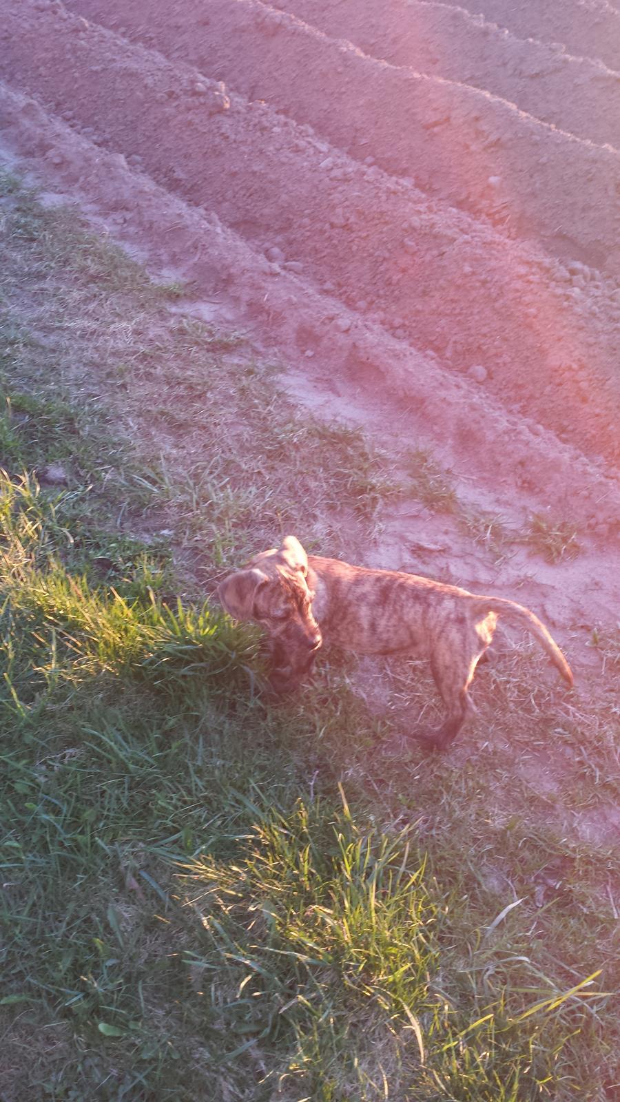 Blanding af racer Lille Roko billede 17