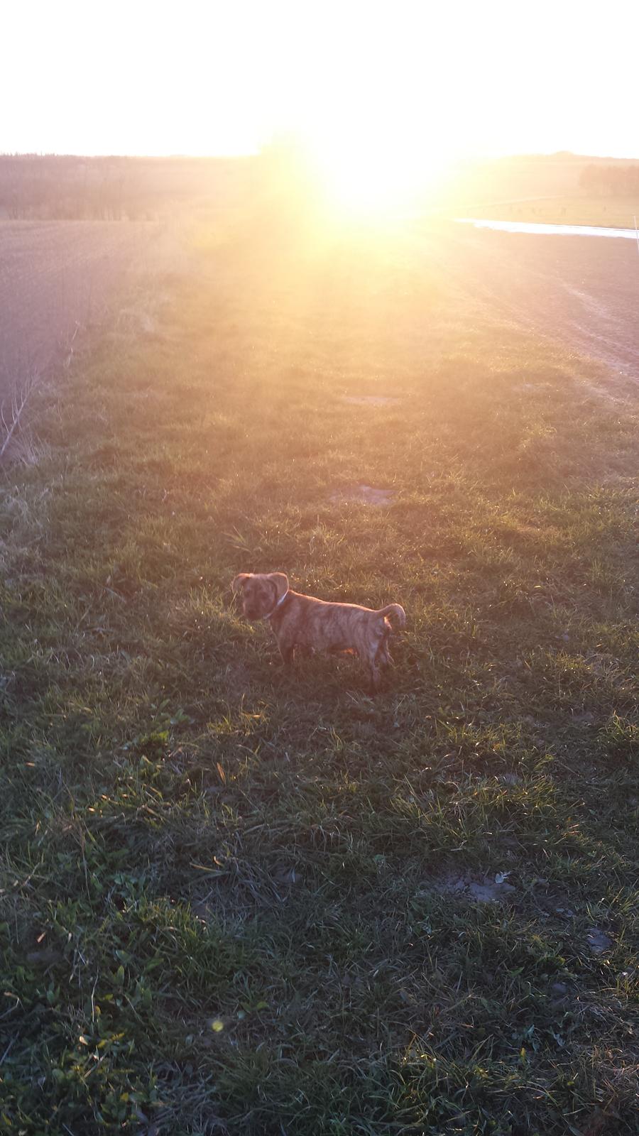 Blanding af racer Lille Roko billede 18