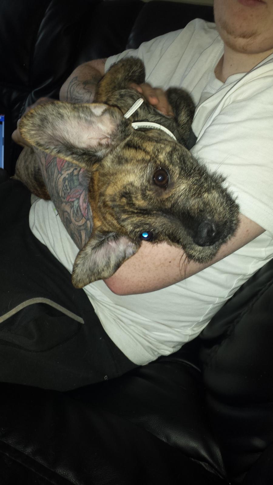 Blanding af racer Lille Roko billede 19