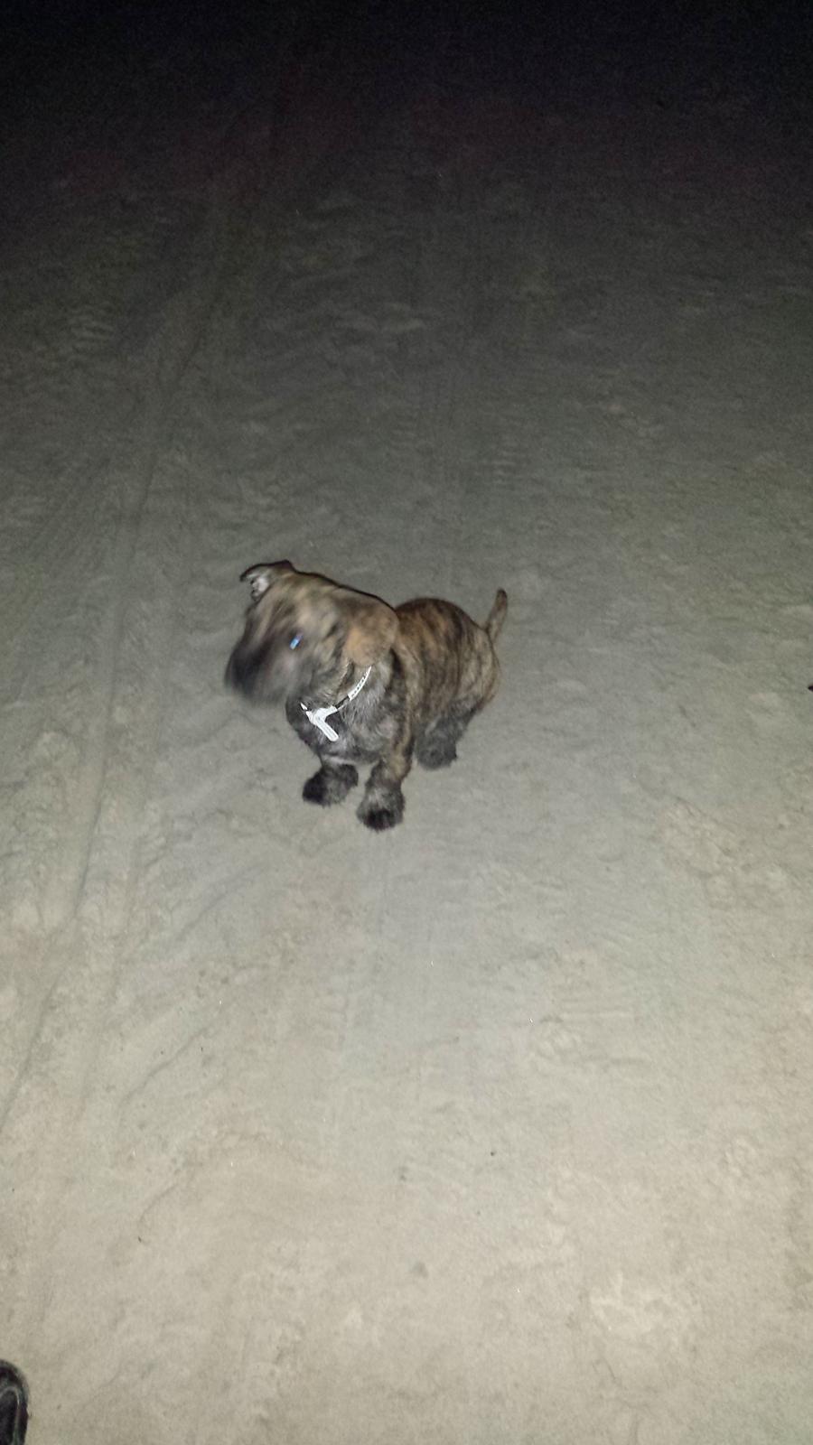 Blanding af racer Lille Roko billede 20