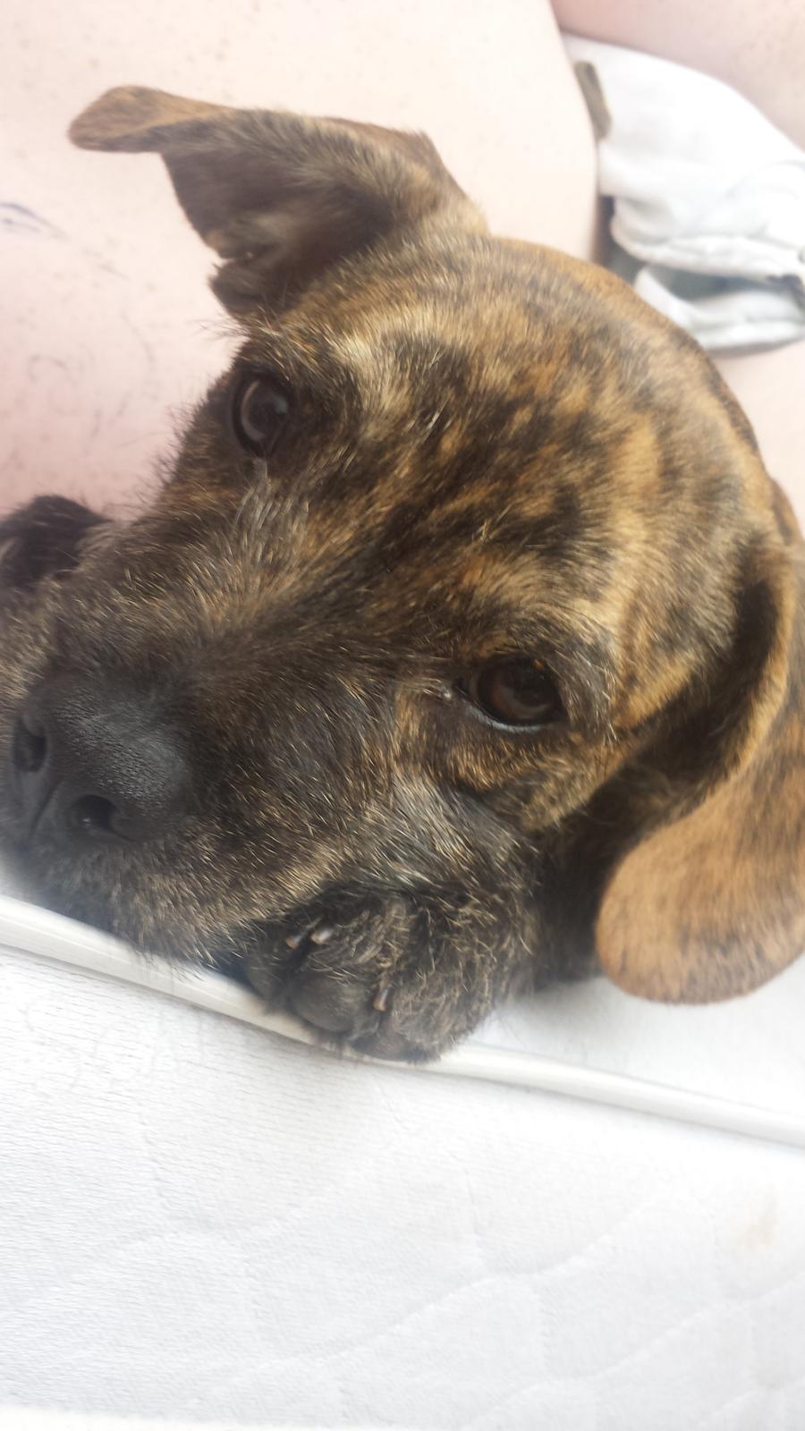 Blanding af racer Lille Roko billede 21