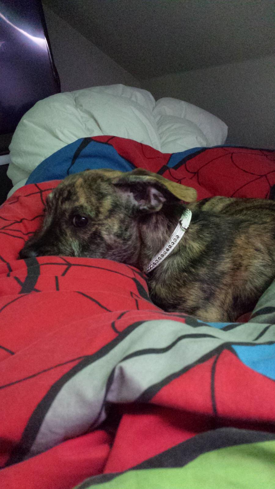 Blanding af racer Lille Roko billede 22