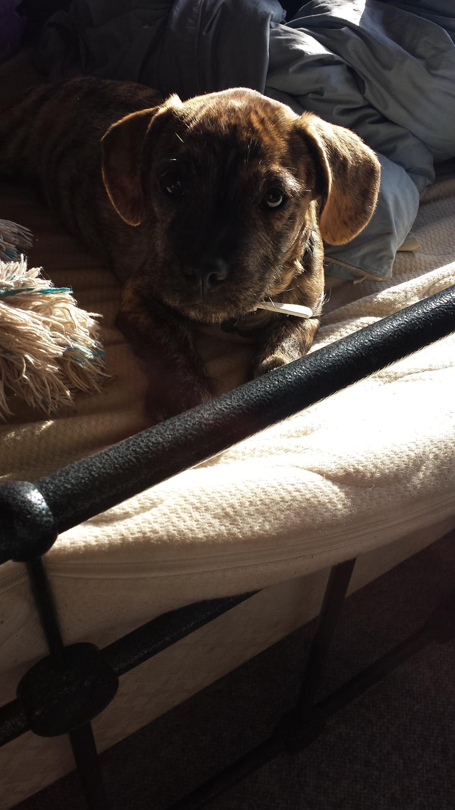 Blanding af racer Lille Roko billede 3