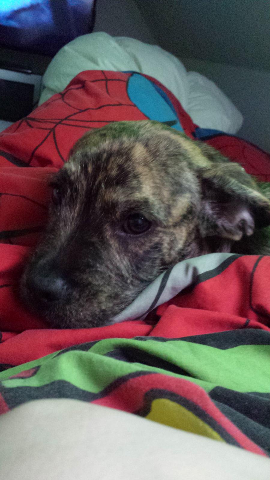 Blanding af racer Lille Roko billede 24