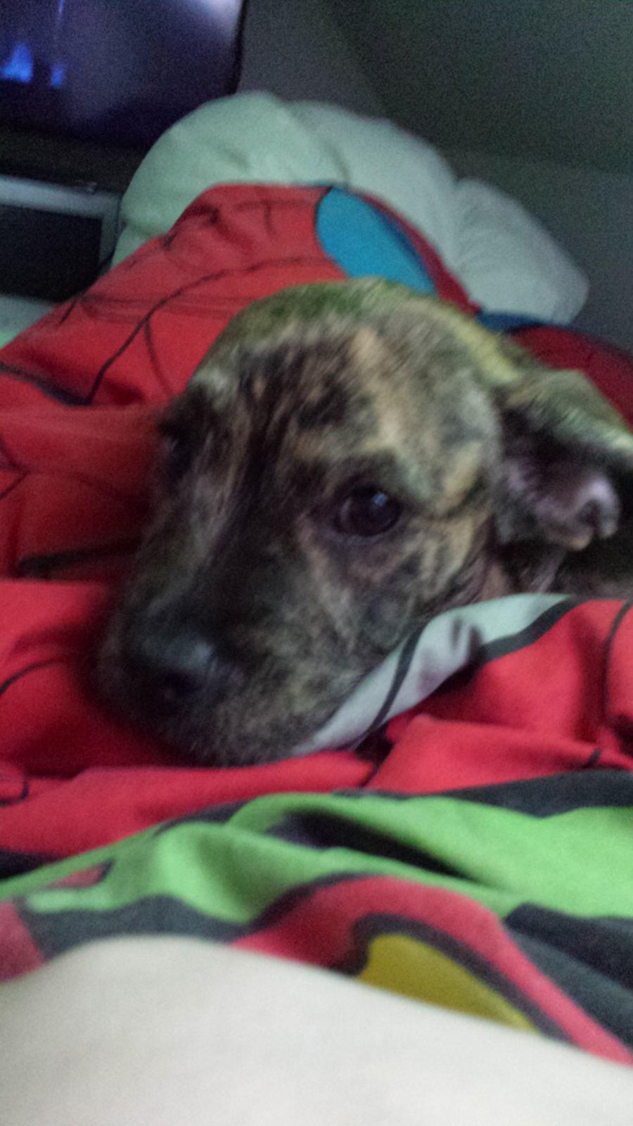 Blanding af racer Lille Roko billede 23