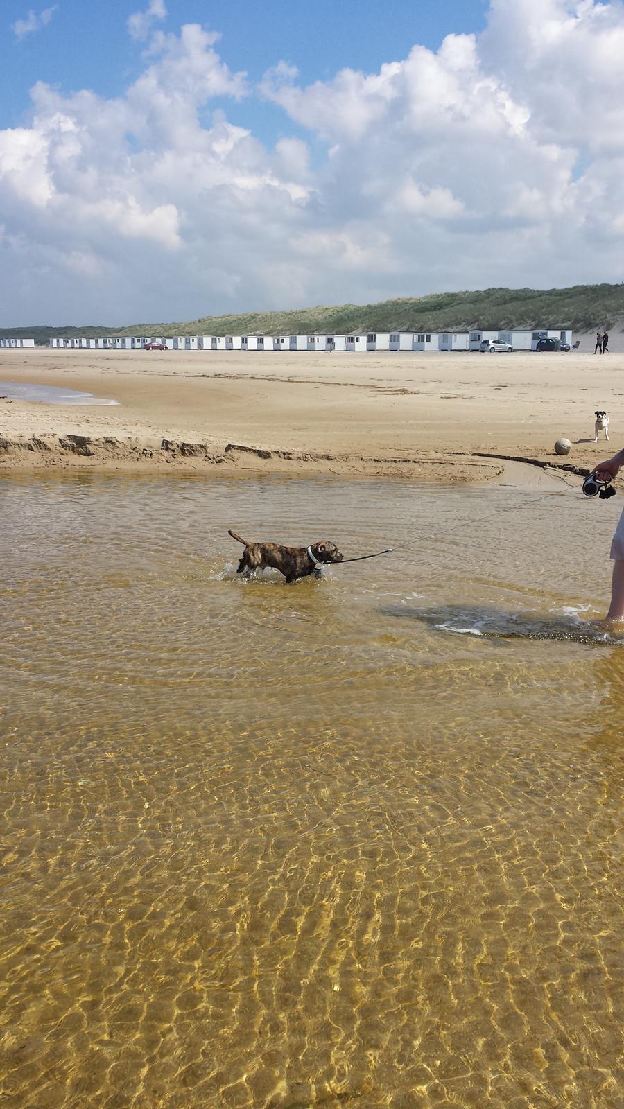 Blanding af racer Lille Roko billede 26