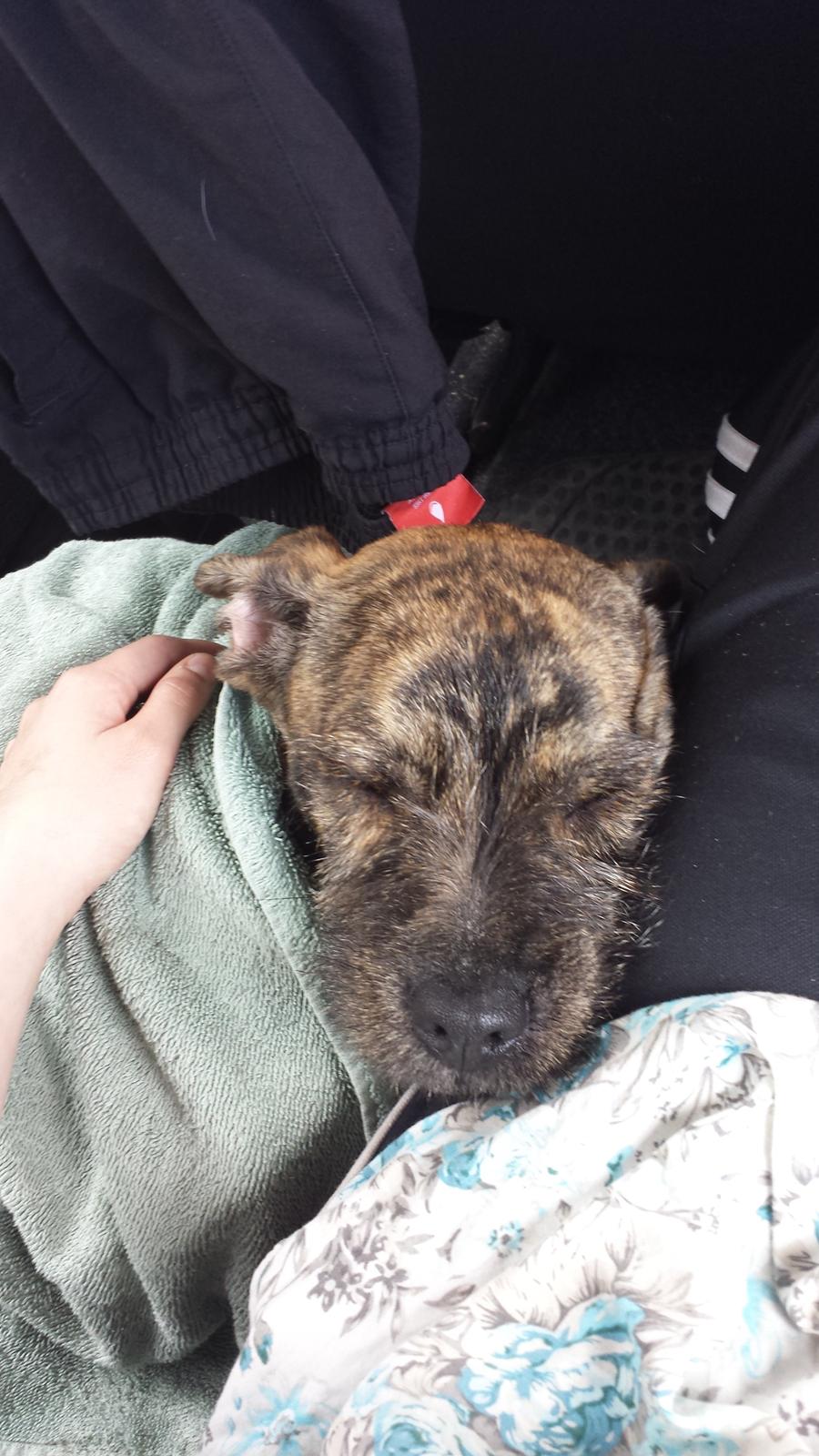 Blanding af racer Lille Roko billede 31