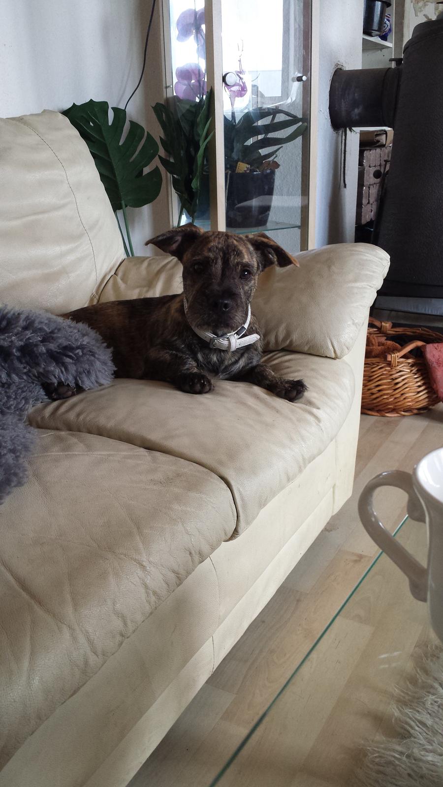 Blanding af racer Lille Roko billede 32