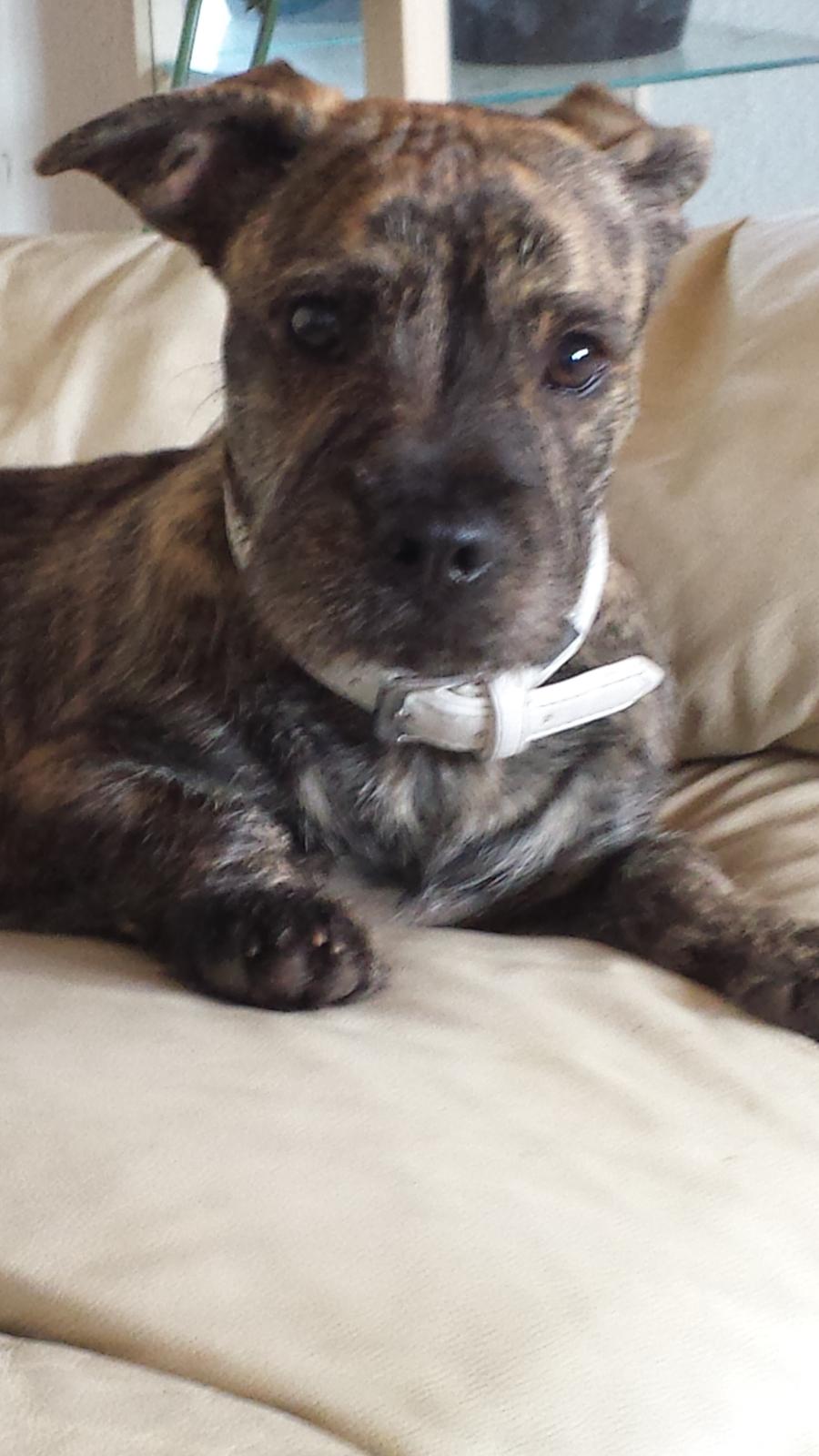 Blanding af racer Lille Roko billede 33