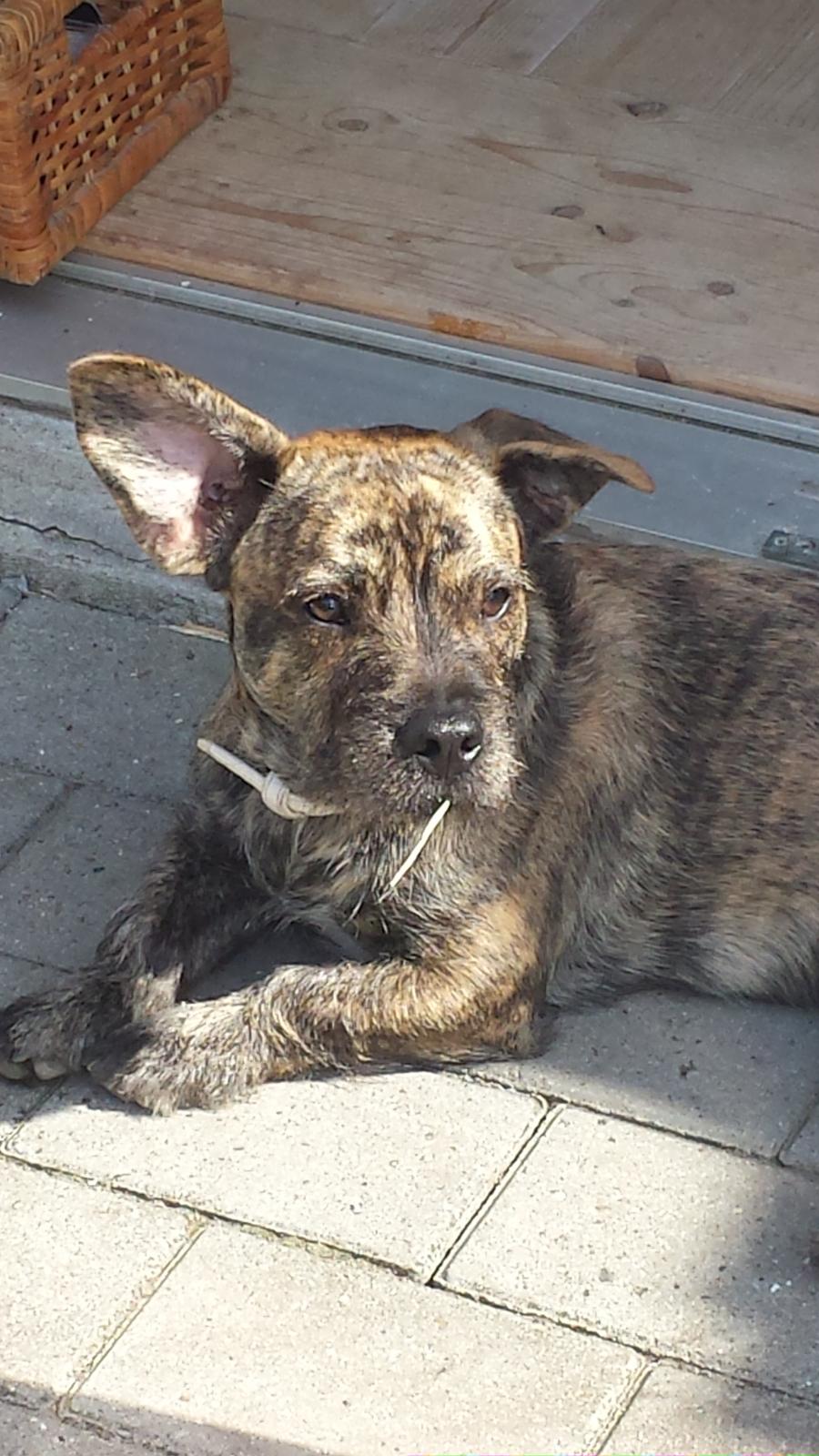 Blanding af racer Lille Roko billede 35